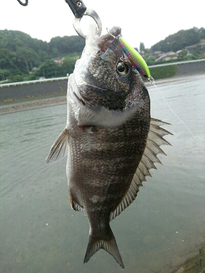 今朝の釣果