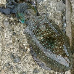 メッキ二匹&アオリイカ9匹釣果