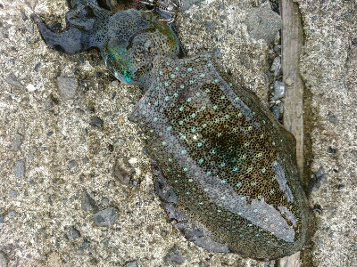 メッキ二匹&アオリイカ9匹釣果