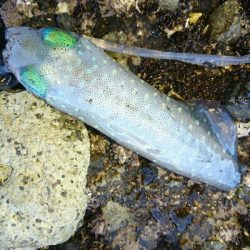 ショアジギング&アオリイカ調査