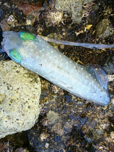 ショアジギング&アオリイカ調査