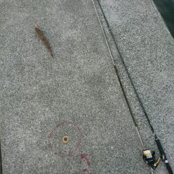 仕事帰りの夕マズメルアーフィッシング