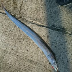 フラット狙いで、タチウオ釣果！！