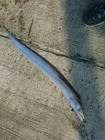 フラット狙いで、タチウオ釣果！！