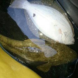 フラットフィッシュ祭り!ハタもきました。