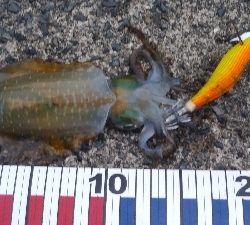 エギングとショアジギング②