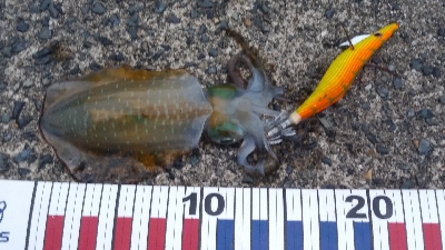 エギングとショアジギング②