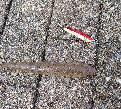 エギングとショアジギング