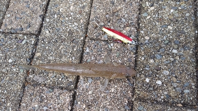 エギングとショアジギング