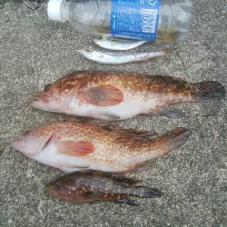 キジハタ2匹、小アジ 小カマス