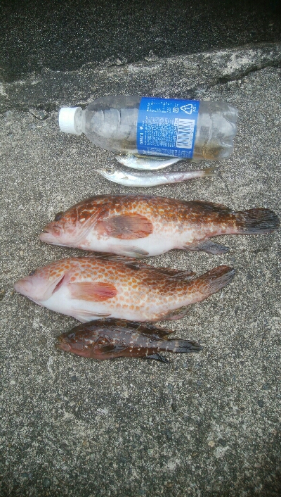 キジハタ2匹、小アジ 小カマス