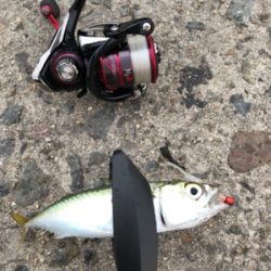 アジング朝練！