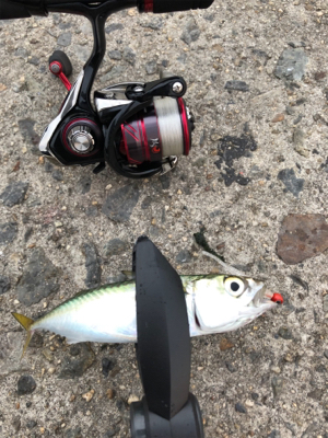 アジング朝練！