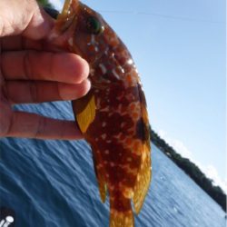 奥能登カヤックでライトロック調査♩