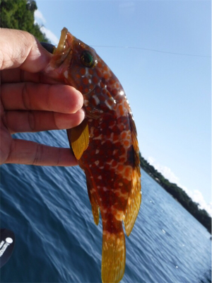 奥能登カヤックでライトロック調査♩