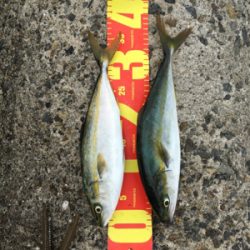 爆釣の噂を聞きつけて