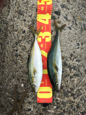 爆釣の噂を聞きつけて