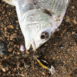 ハゼクラ？チニング？