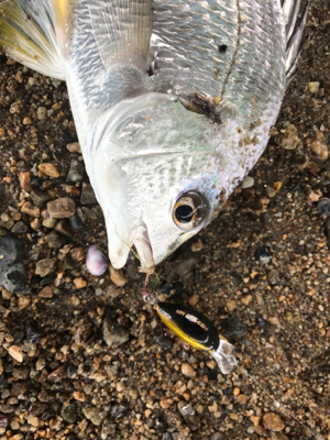 ハゼクラ？チニング？