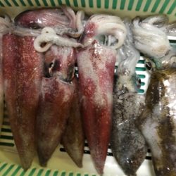 ケンサキイカが釣れてると聞いて…