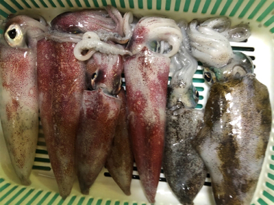 ケンサキイカが釣れてると聞いて…