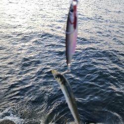 ツバスは少し大きくなってます