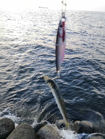 ツバスは少し大きくなってます