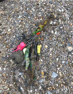 相変わらずツバス狙い