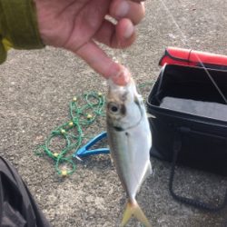 アジの方がいいのに…