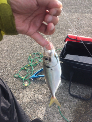 アジの方がいいのに…