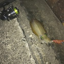 シンコは難しい