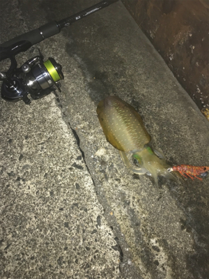 シンコは難しい