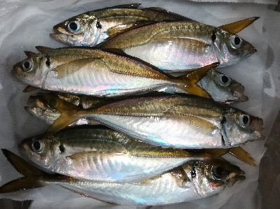 アジンガー1840〜1923