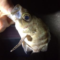 秋アジング復調傾向？