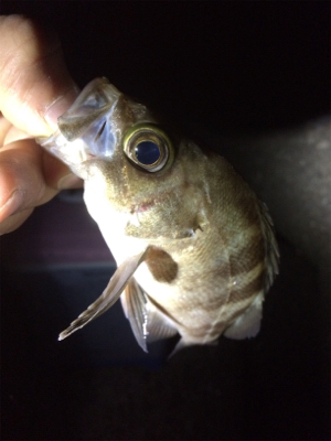 秋アジング復調傾向？