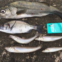 カミさんの大活躍！