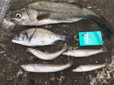 カミさんの大活躍！