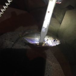 アジングタックルで、アジとアコウ