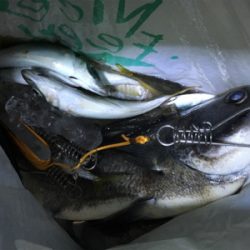 タチウオどこー