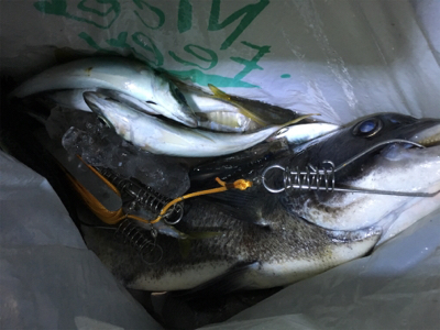 タチウオどこー