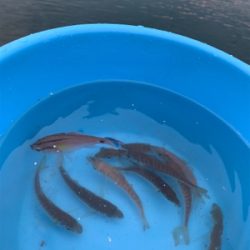 泳がせでアカヤガラ