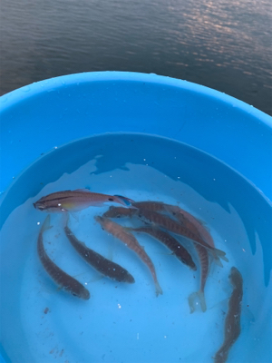 泳がせでアカヤガラ