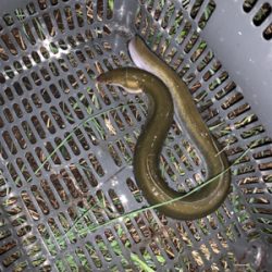 夕方のぶっ込み釣り