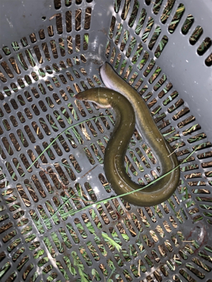 夕方のぶっ込み釣り