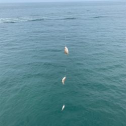 淡路遠征、シオキスチャリコ