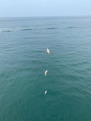 淡路遠征、シオキスチャリコ