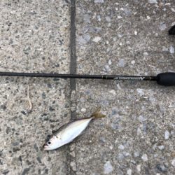 矢倉海岸 アジング   サヨリング