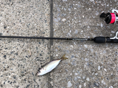 矢倉海岸 アジング   サヨリング