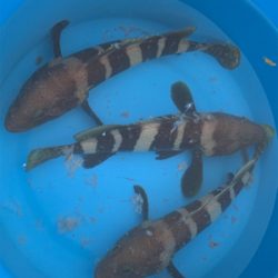 泳がせ釣りでアオハタ