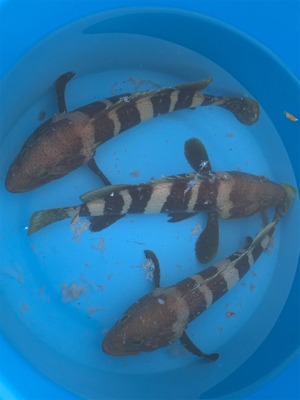 泳がせ釣りでアオハタ